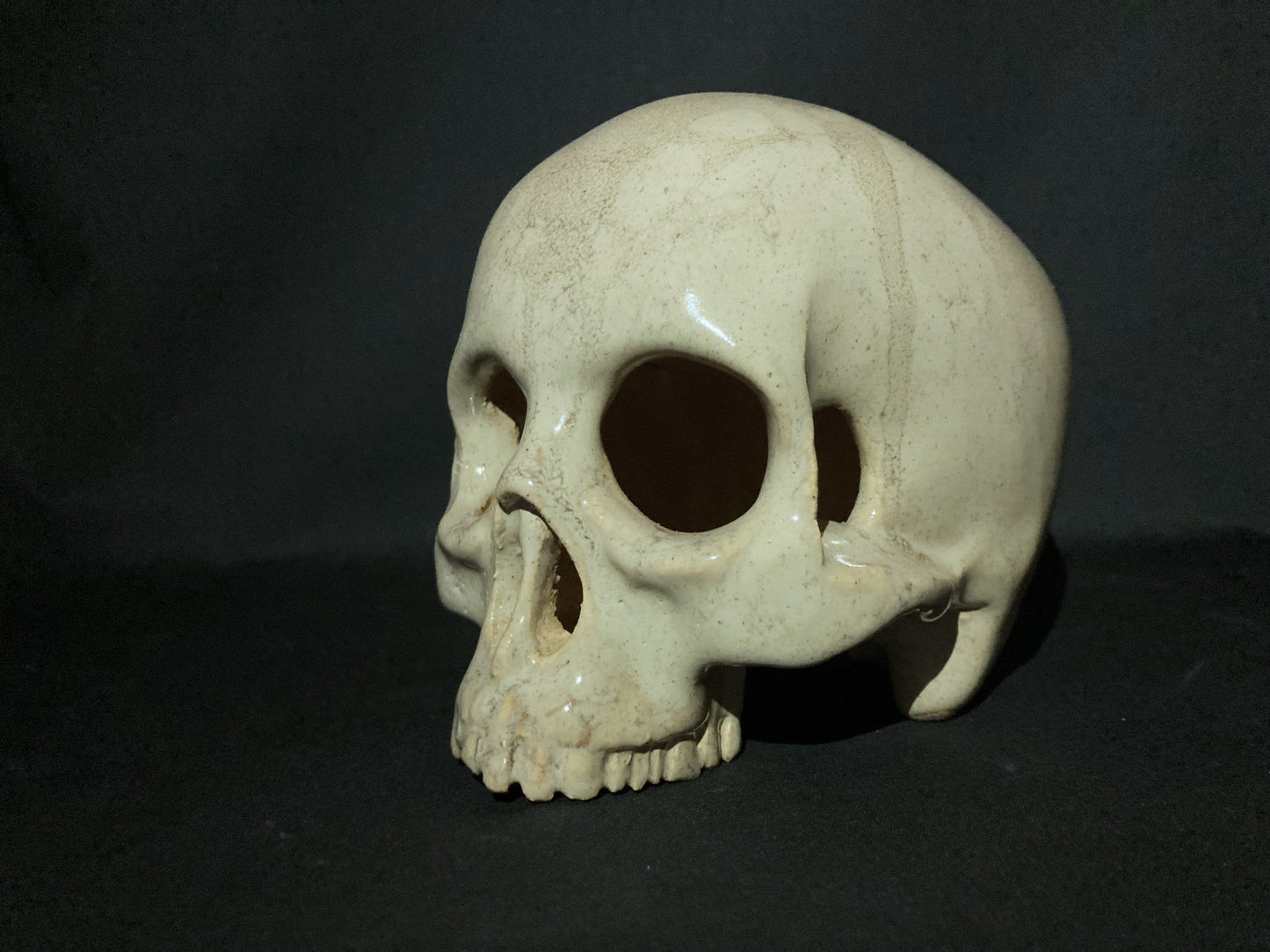 Human Skull